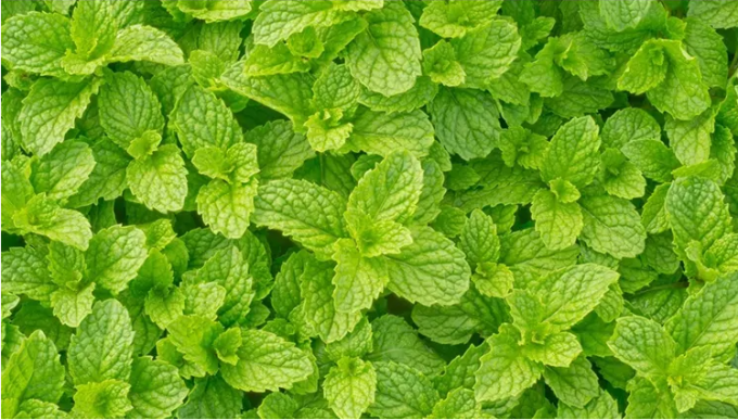 China Manufacturer Peppermint Essential Oil High Purity Air clean Mint Oil 0