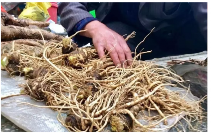 Angelica Essential Oil Bulk Herbal Angelica Root Oil8015-54-3 0
