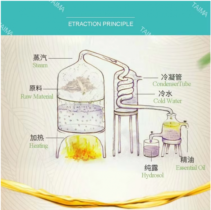 Angelica Essential Oil Bulk Herbal Angelica Root Oil8015-54-3 3