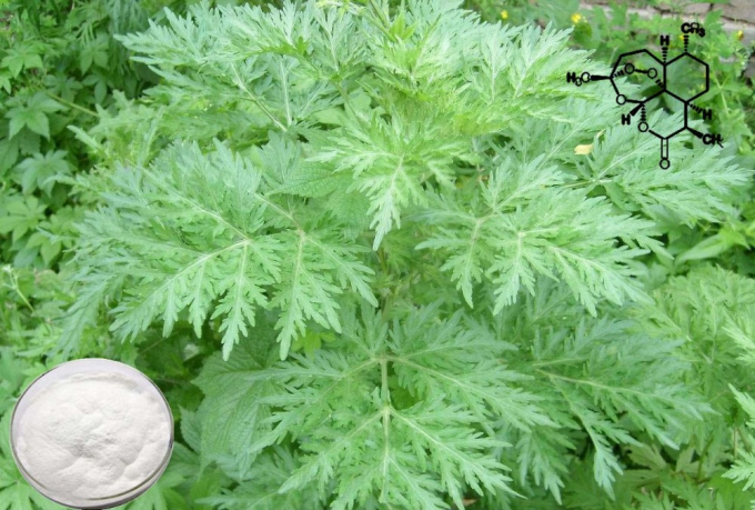 Pure Organic Artemisia Annua Extract 99% Purity CAS 63968-64-9 2