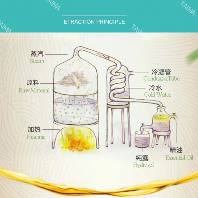 Fragrance Angelica Essential Oil For Anti Aging Adjusting Skin Secretion 3