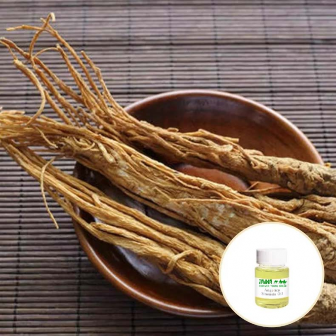 Organic Food Grade Additives Herbal Angelica Root Oil CAS 8015-54-3 0
