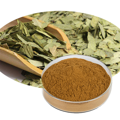 Factory Supply Slimming Powder Senna leaf Extract 10:1 20:1 For Health