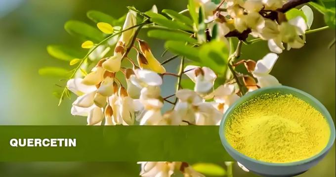 Plant Extract Quercetin Powder 98% Sophora Japonica Extract CAS 117-39-5 0